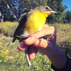 Yellow-breasted Chat thumbnail 1