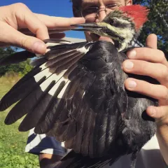Pileated Woodpecker thumbnail 3
