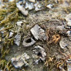 Muhlenberg's stippleback lichen thumbnail 3
