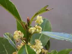 Bay laurel thumbnail 4