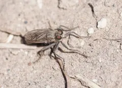 Lasiopogon quadrivittatus thumbnail 4