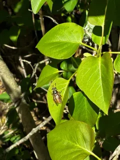Short-horned Yellowjacket Fly thumbnail 1