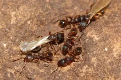 Stenamma brevicorne thumbnail 1