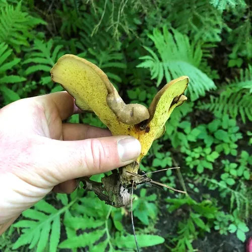 ash-tree bolete