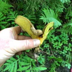 ash-tree bolete thumbnail 1