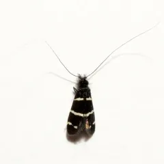 Three-striped Longhorn thumbnail 2