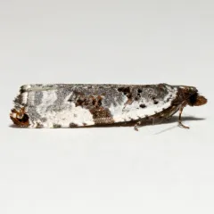 Serviceberry Leaffolder thumbnail 3