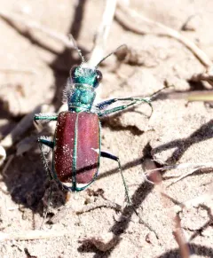 Splendid Tiger Beetle thumbnail 3