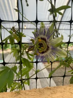 Bluecrown passionflower thumbnail 4