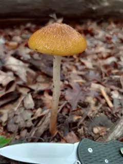 Oudemansiella incognita thumbnail 2