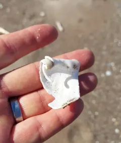 Great Piddock thumbnail 3