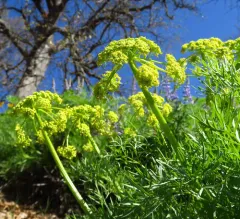 Suksdorf's Desert-Parsley thumbnail 2