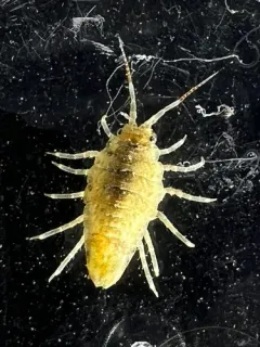 Synidotea nebulosa thumbnail 2