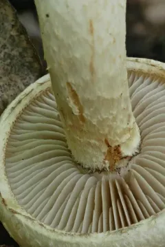 Pholiota heteroclita thumbnail 1