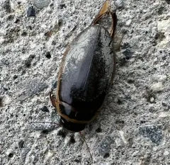 Giant green water beetle thumbnail 2