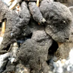 peppered rock tripe thumbnail 2