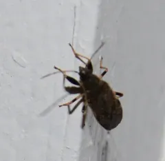 Perigenes constrictus thumbnail 3