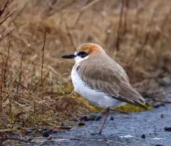 Greater Sand-Plover thumbnail 3