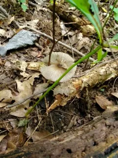 Pluteus deceptivus thumbnail 4