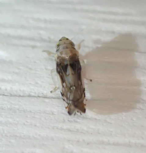 Scaphoideus intricatus