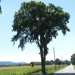 American elm thumbnail 3