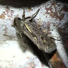 Clemens' Grass Tubeworm Moth thumbnail 3