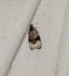 Sallow Apotomis Moth thumbnail 2