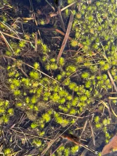 Waterwheel Plant thumbnail 4