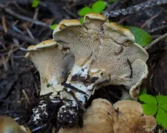 Stereo Tooth thumbnail 1