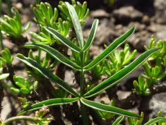Hoover's Desert-Parsley thumbnail 3