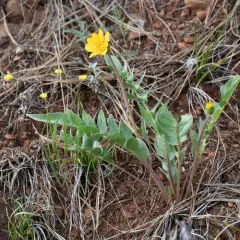silky balsamroot thumbnail 3