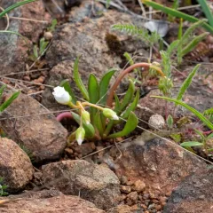 opposite-leaved lewisia thumbnail 4
