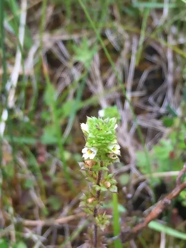 Small Eyebright