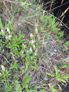 Island Gentian thumbnail 2