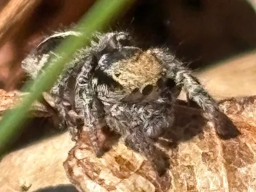 Habronattus orbus