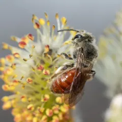Maria Miner Bee thumbnail 2