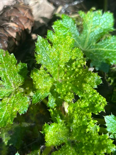 Physoderma pluriannulatum