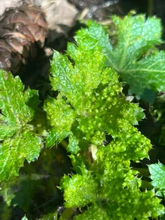 Physoderma pluriannulatum thumbnail 1