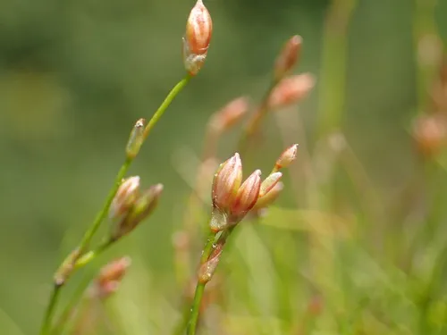 Creeping Rush