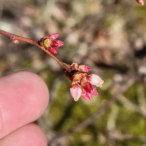 Black Highbush Blueberry