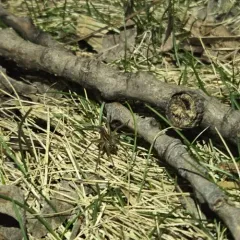 Dolomedes striatus thumbnail 4