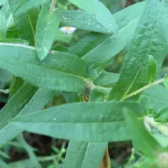 New England aster thumbnail 2
