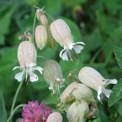 bladder campion photo