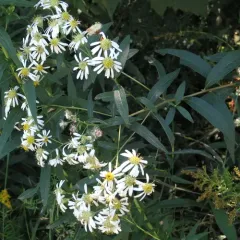 flat-top white aster thumbnail 3