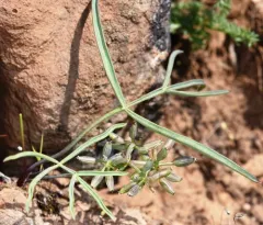 Hoover's Desert-Parsley thumbnail 4
