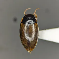Sanfilippodytes pseudovilis thumbnail 3
