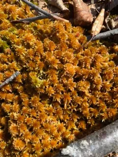 Sphagnum subfulvum thumbnail 3