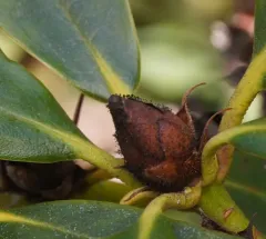 Rhododendron Blight thumbnail 4