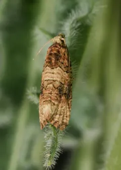 Ahmosia galbinea thumbnail 4