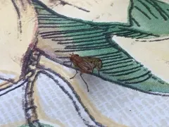 Tetanocera clara thumbnail 4
